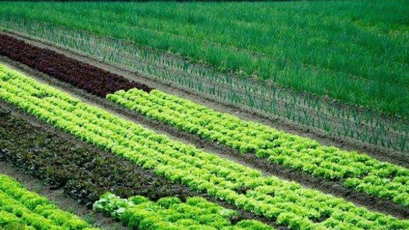 大棚农业种植技术哪家好