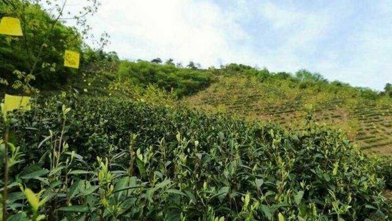 家庭农场生态养殖，如何选择合适方案？**