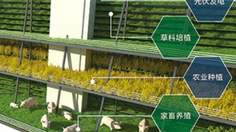 绿色食品公司如何甄别，四大关键点揭秘**