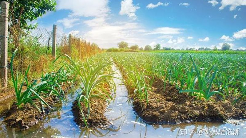 四川智慧农业项目怎么做：技术路线与实施要点